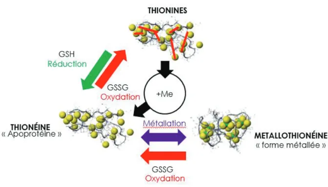 Figure I.11 : Trois formes de protéines sont trouvées dans les cellules : Les  thionéines, formes réduites avec une forte affinité pour les métaux ; Les  thionines, formes oxydées, avec des ponts disulfures qui se lient peu aux  métaux ; Les métallothionéi
