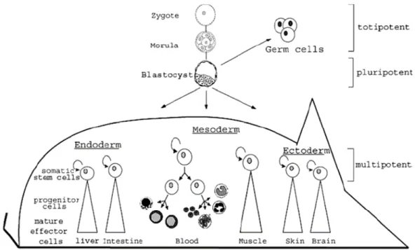 Figure 2 : Développement des cellules souches durant l'ontogenèse. (Avots, 2002)  