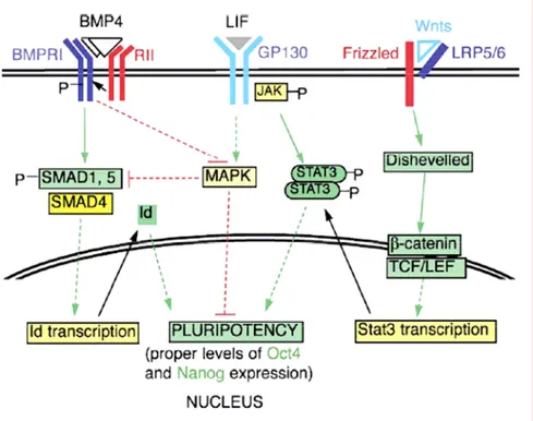 Figure 5 : Synergie d'action de BMP4, du LIF, et des membres de la famille WNT, dans  le maintien de l’état indifférencié des cellules ES murines