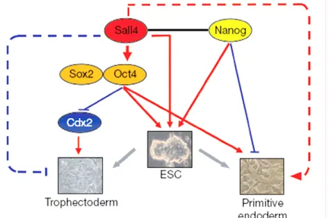 Figure 8 : Action concertée de Sall4, Oct4 et Nanog chez l'embryon murin précoce pour  contrôler le destin des cellules ES