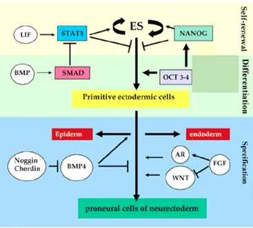 Figure 9 : Spécification des cellules ES en cellules du neurectoderme. (Cazillis, 2006)  Comme précédemment décrit, l’auto-renouvellement et la prolifération des cellules ES est assurée par le  facteur soluble LIF, via l’activation de STAT3
