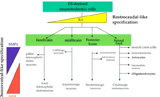 Figure 10 :  Différenciation des cellules pro-neurales issues des cellules ES dans les  différents types de cellules neurales
