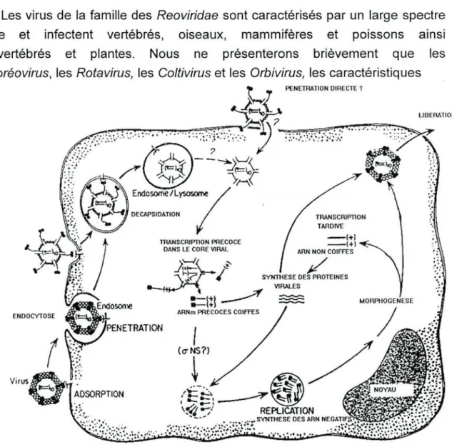 Fig. n° 1 : Cycle de réplication des réovirus (d'après Tyler and Fields (1990)).