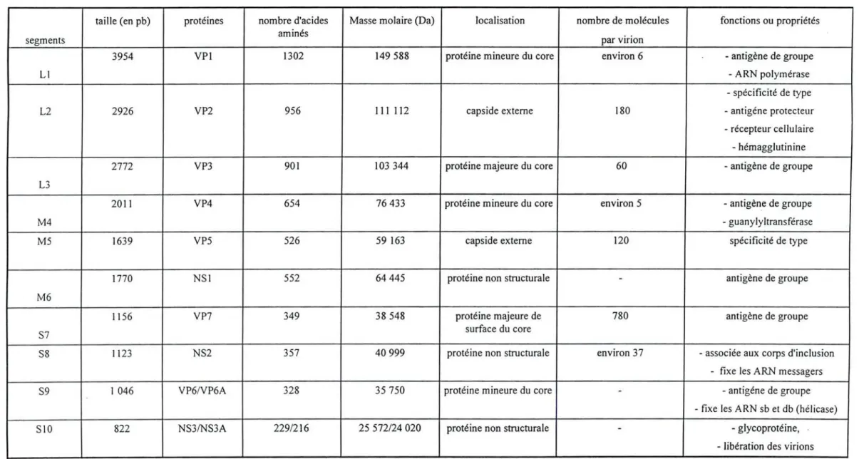 Tableau III : Caractéristiques des segments génomiques et des protéines du virus de la BT sérotype 10 (Prqsad et al., 1992 ; Roy, 1992a).