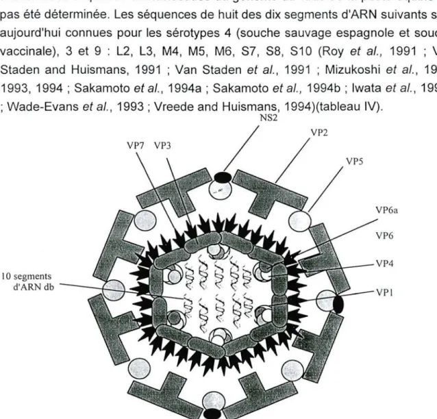 Fig. n° 2. Structure du virus de la peste équine (d'après Mertens et al., 1994).