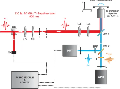 Figure  III-5  |  Schematic  of  the  optical  setup  for  time  correlated  single  photon  counting  measurements:  BS  –  beam  splitter,  λ/2  –  half  wave  plate,  GP  –  Glan  prism,  L  –  lenses,  λ/4  –  quarter  wave  plate,  DM  –  dichroic  mi