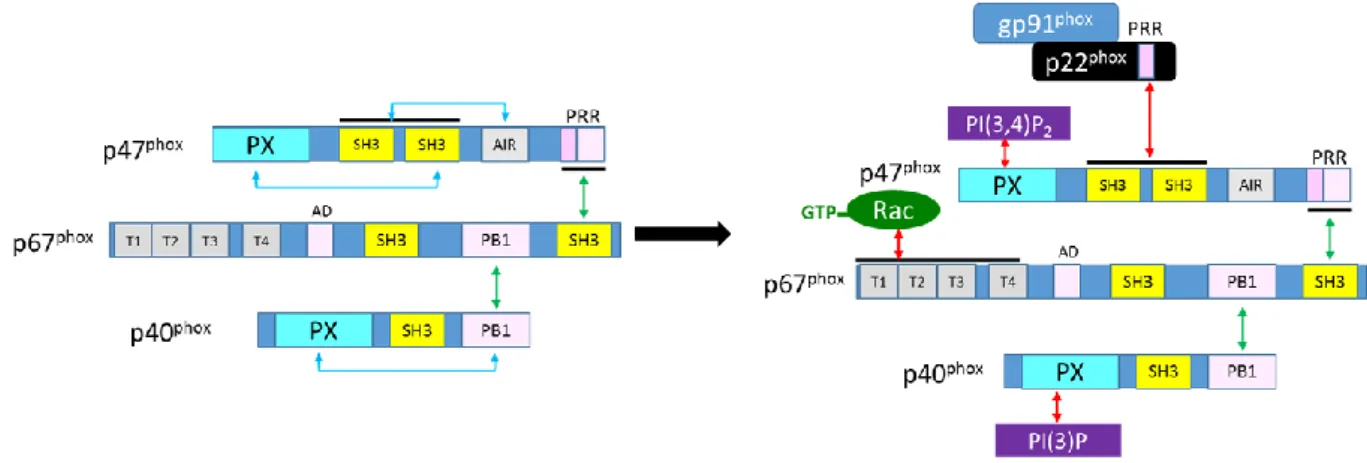Figure 11 Model of the cytosolic complex in resting and active state 