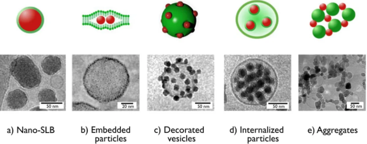 Figure 1. Cryogenic transmission electron microscopy images obtained from nanoparticle-vesicle  association