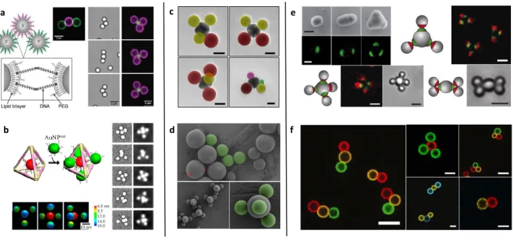 Figure 3. a) Schematic representation and confocal microscopy images of flexible CMs made from particles with mobile DNA linkers