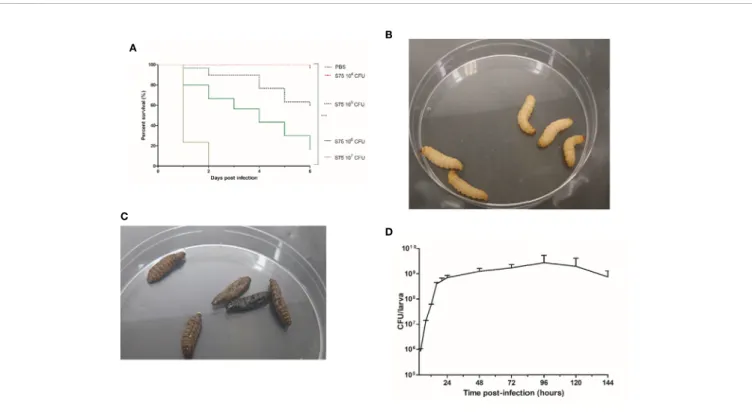 FIGURE 1 | Kaplan-Meier survival plots and bacterial levels in infected Galleria mellonella larvae infected with Staphylococcus aureus