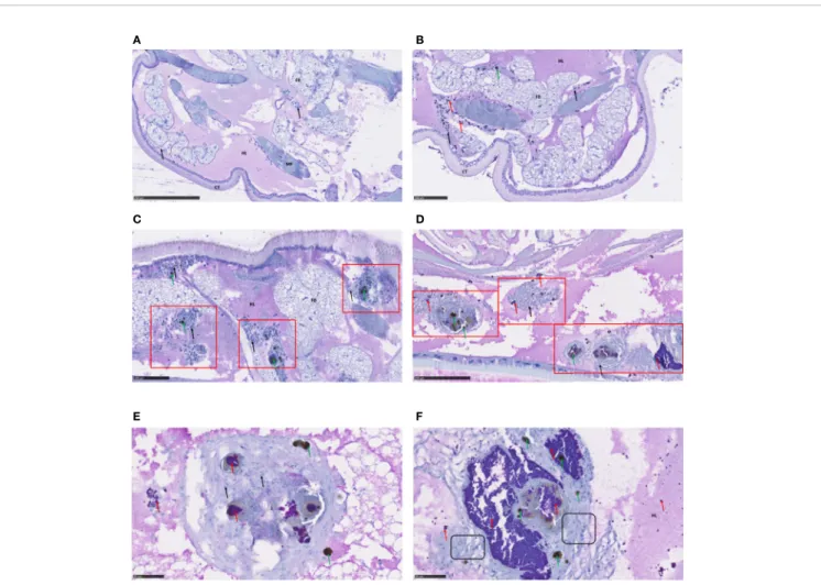 FIGURE 2 | Immunohistochemical analysis of Galleria mellonella larva sections. Immunohistochemical analysis and hematoxylin staining were performed to visualize bacteria within the infected host and to examine histological sections
