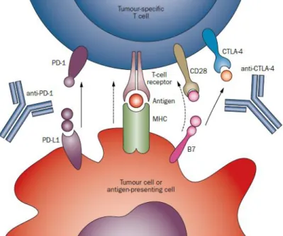 Figure 3: Utilisation d’anticorps bloquants, les « immune checkpoints » en immunothérapie antitumorale