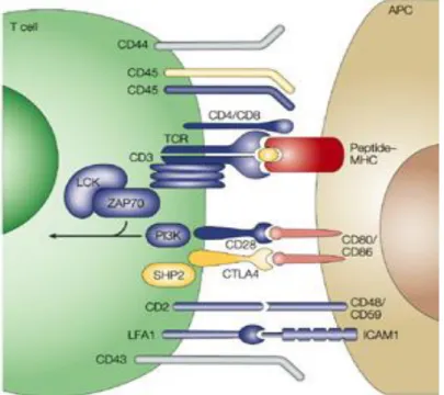 Figure 5: Représentation schématique de la synapse immunologique entre lymphocyte T et cellule cible