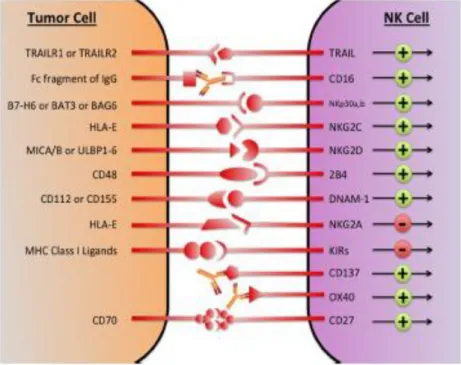 Figure 8:  Les  principaux  récepteurs  des  cellules  NK.  La  transition  des  cellules  NK  de  l’état  non  activé  à  un  état  activé  est  induite  par  un  réseau  de  récepteurs  activateurs  et  inhibiteurs  et  l'intégration  des  signaux  d'act