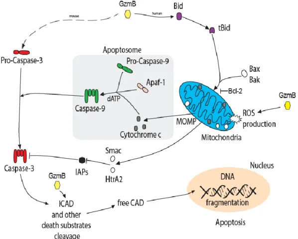 Figure 12: La voie d’apoptose induite par le granzyme B. Le GzmB peut déclencher la mort cellulaire en clivant la  protéine Bid