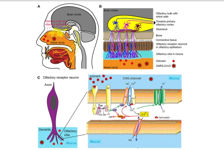FIGURE 1 | Olfactory system. (A) Head sagittal section showing the olfactory and gustatory systems
