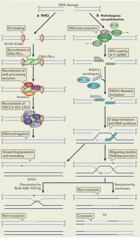 Figure 5 : Mécanismes de réparation des cassures double-brin   
