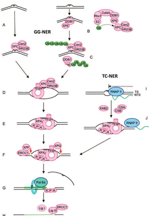 Figure 6 : Mécanismes de la réparation NER. (Nouspikel, 2009) 