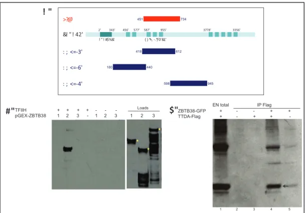 Figure 9 : ZBTB38 interagit avec TTDA par son domaine Kaiso-like ZF 