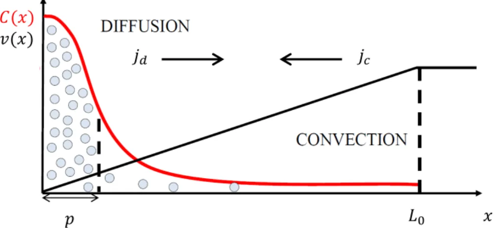 Fig. 5.7 – a) Suivi de la concentration de traceurs fluorescents par mesure de l’intensité lu- lu-mineuse
