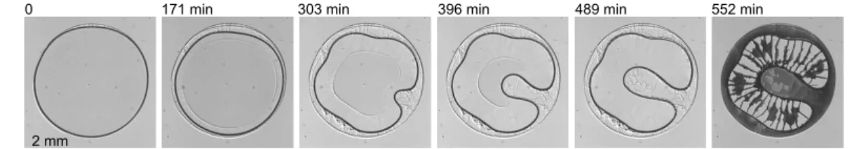FIG. 3. Top: measurements of area A and perimeter P against time t obtained from the image analysis !here for small colloids at