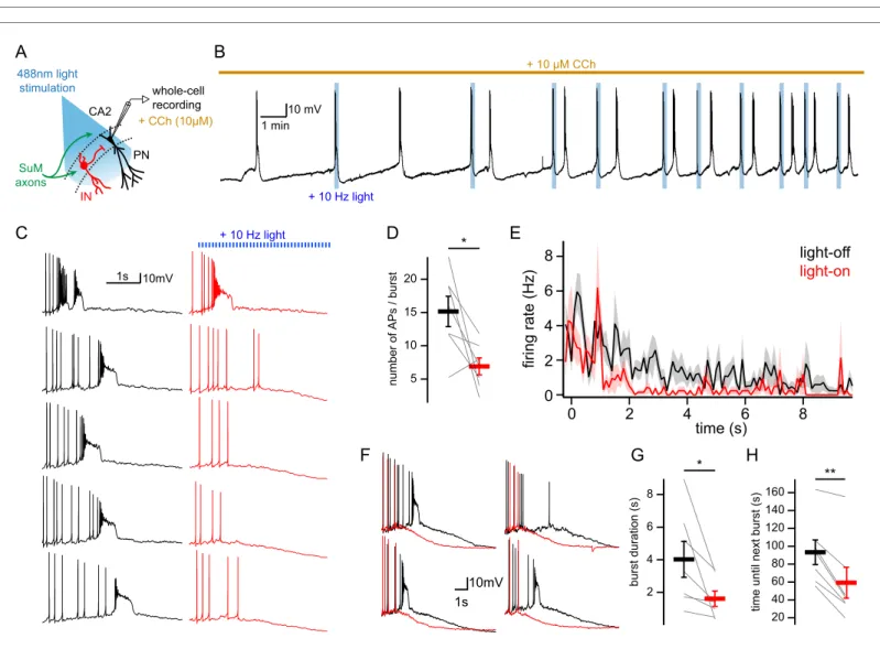 Figure 7. SuM input shapes CA2 PN AP bursts in conditions of elevated cholinergic tone