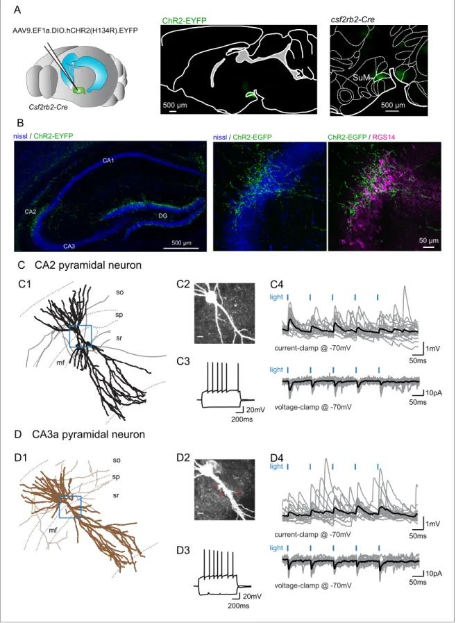 Figure 1. Selective functional mapping of SuM neurons that project to hippocampal area CA2