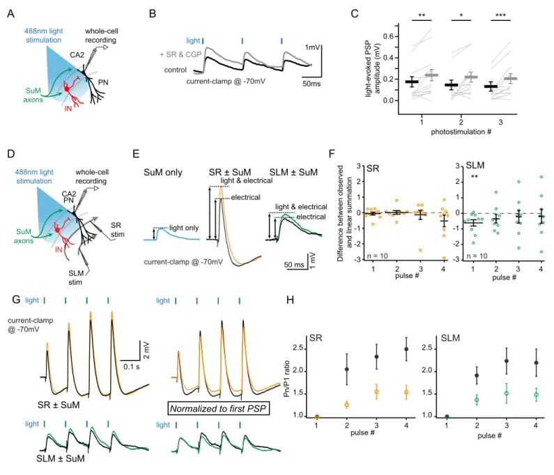 Figure 2. SuM input drives inhibition that controls excitation in CA2 PNs. Whole-cell current clamp recordings of light-evoked post-synaptic potentials (PSPs) from SuM input stimulation onto CA2 PNs reveal contribution of feedforward inhibition in dampenin