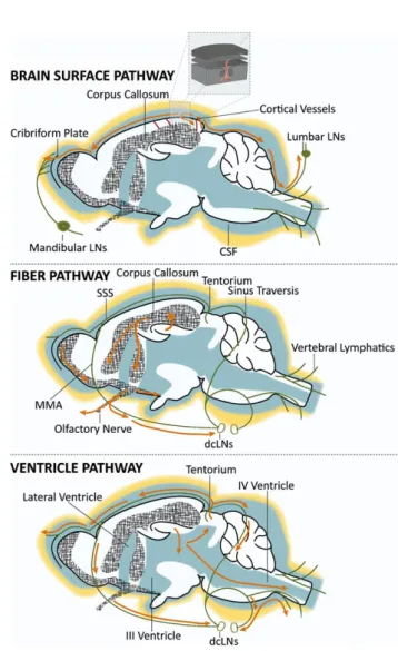 FIGURE 3  Schematic representation of solute drainage in  the CNS. A, Cerebrospinal fluid (CSF) in the subarachnoid space is  drained through the cribriform plate and collected by the lymphatic  vessels present in the nasal cavity (afferent of the mandibul