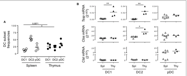 FIGURE 2 | Non-obese diabetic (NOD) and B6 mice express comparable levels of Tssp, Ctss, and Ctsl mRNA