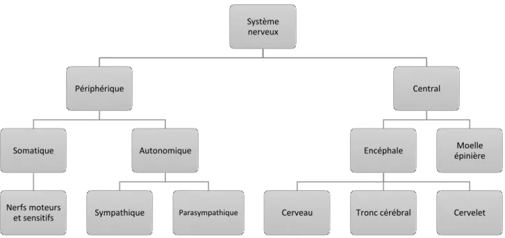 Figure 2: Classification du système nerveux