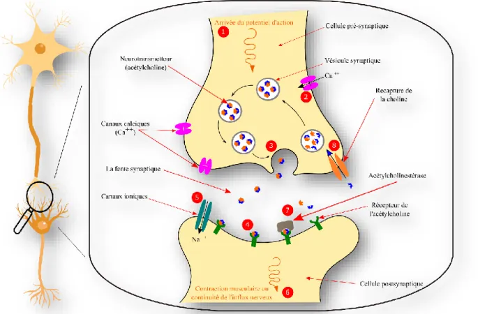 Figure 3: Transmission synaptique cholinergique