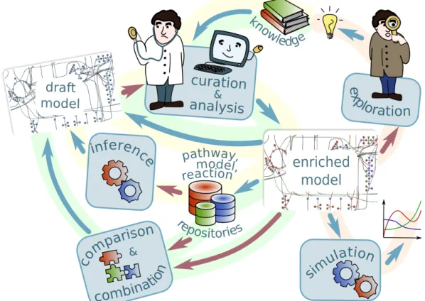 Fig. 1.1 Metabolic modeling workflow. The figure shows the processes of metabolic model creation, improvement and usage.