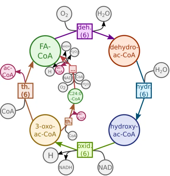 Fig. 4.3 Generalization of β -oxidation of fatty acids of MODEL1111190000 (Y. lipolytica, curated network from [Loira et al., 2012])
