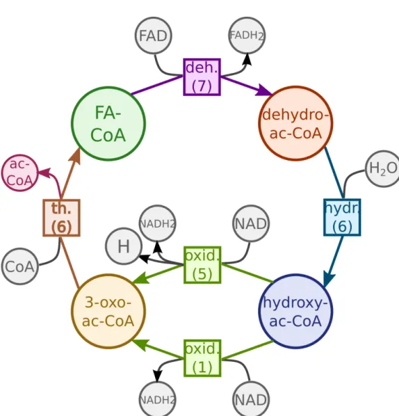 Fig. 4.4 Alternative paths. The generalized representation of β -oxidation of fatty acids of BMID000000103487 (nonpathogenic bacterium Burkholderia thailandensis)