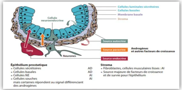 Figure 03:Histologie de la glande prostatique : les différents types cellulaires constituant la glande  prostatique sont représentés avec les marqueurs spécifiques à chaque type cellulaire (Zerbib et al., 