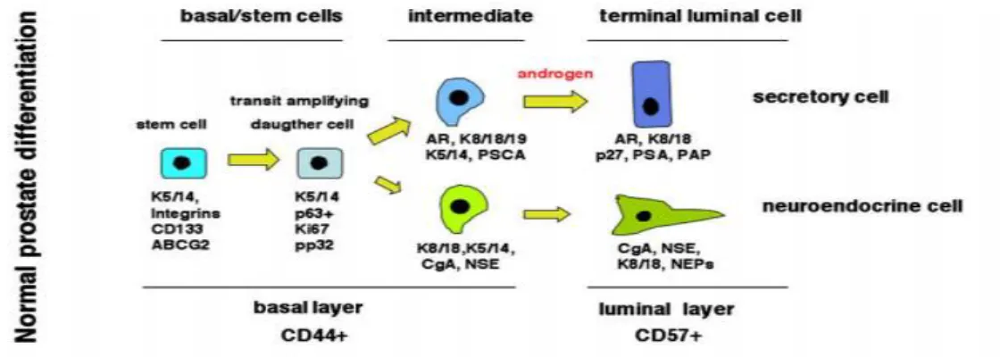 Figure 04 : Modèle de différentiation des cellules prostatiques (Zenzmaier et al., 2008)