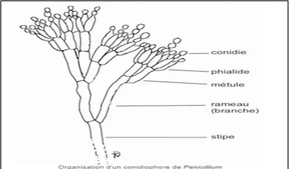 Figure 1 : La structure du pénicille (Visagie et al. 2014). 