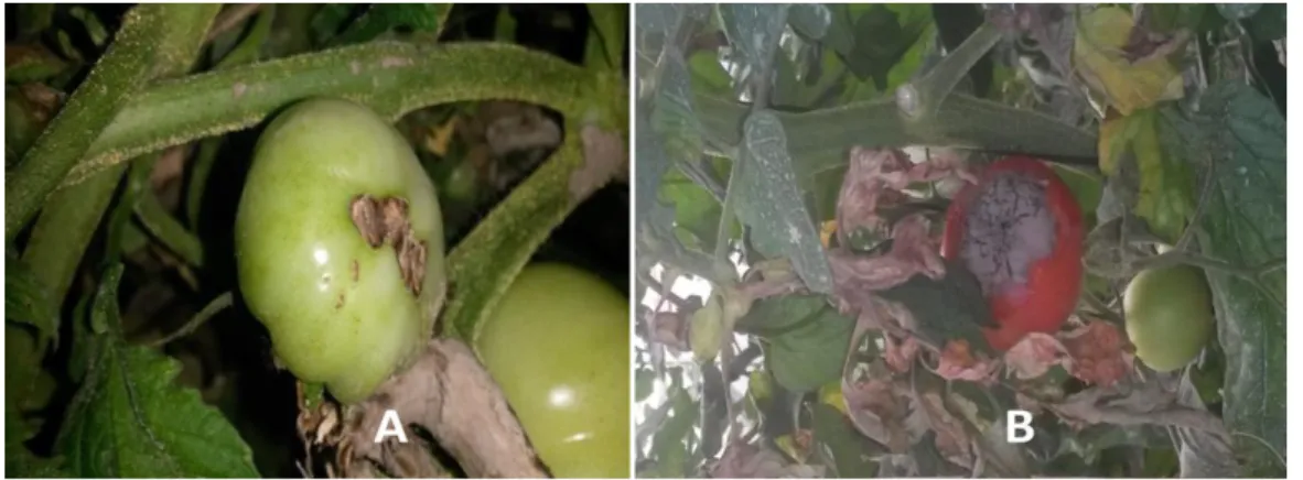 Figure 7: Tomates à partir desquelles s’est fait le prélèvement. 