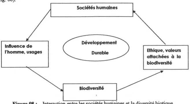 Figure 08  :  Interaction entre les societes hurnaines et Ia diversite biotique  selon Leveque et Mounlou, (2001)
