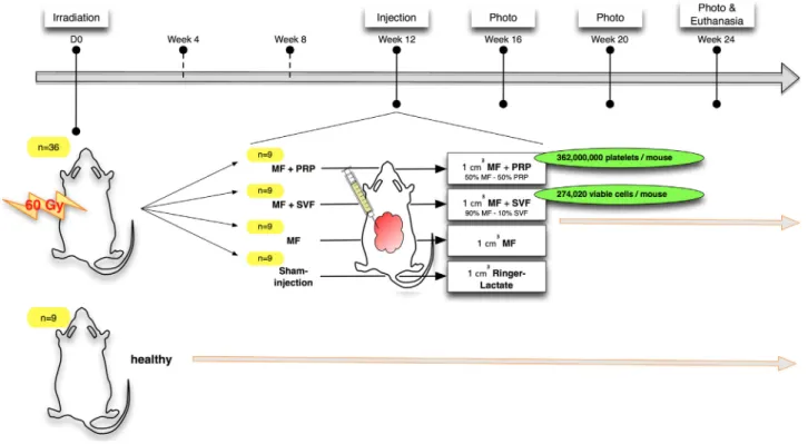 Fig. 1 – Design of the experimental study.