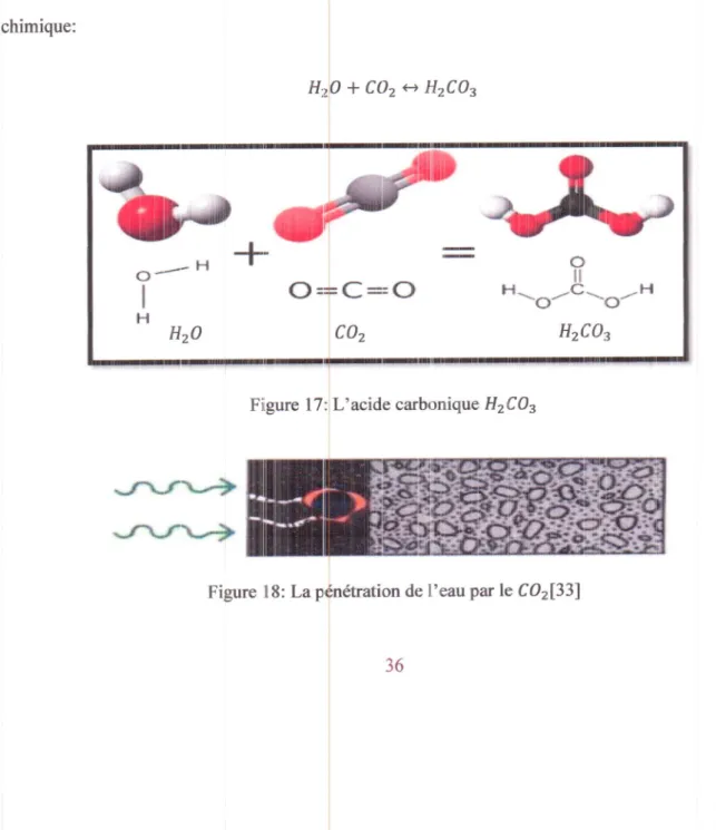 Figure  l6:Pllase  de ion du  CO2  dans  le  béton  [33].