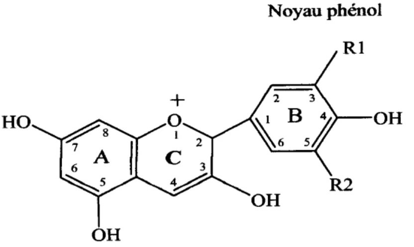 Figure 1-9 : Structure de base des anthocyanes [14].