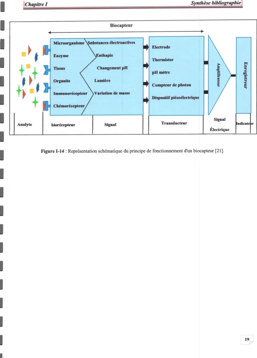 Figure 1-14 : Rçprésentation schématique du principe de fonctionnement dlm biocapteu [21] .