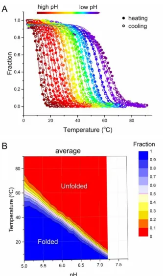 Figure 4 pH and temperature dependency of i-DNA formation for the 44L1 sequence. (A) Fraction folded as a function  of temperature deduced from UV melting and annealing profiles at different pHs