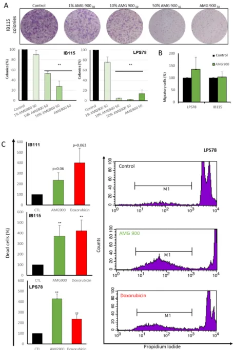 Figure 5. AMG 900 impairs clonogenicity and induces apoptosis differently in LPS. (A) Clonogenicity in two different LPS cell lines