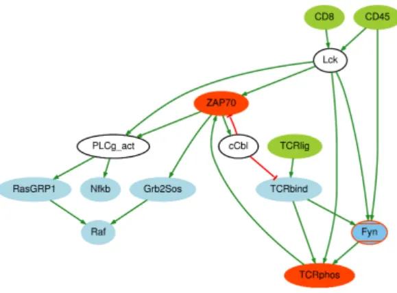 Figure 4: PKN representing TCR activation extracted from [21]. Green and red edges indicate activations and inhibitions respectively.