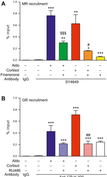 Figure 4. Ligand-induced MR and GR recruitment at the PER1 promoter. After 48 h of steroid deprivation, HK-GFP-MR cells were treated as indicated for 1 h with 1:1000 ethanol (V), 100 nM aldosterone (Aldo), 100 nM cortisol, 1 mM ﬁ nerenone, or 1 mM RU486, a