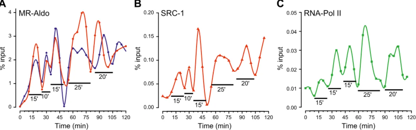 Figure 6. Dynamics of MR and GR recruitment at the PER1 promoter. After 48 h of steroid deprivation and 2 h of treatment with 2.5 mM a-amanitin, cells were washed and incubated in media that was supplemented with 2.5% DCC FBS that contained 100 nM aldoster