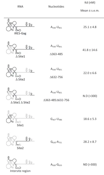 Table 2. 40S binding affinities of Gag-IRES Site2 deletion mutants as evaluated by filter binding assay
